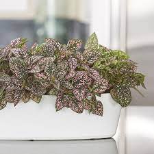 The image is available for download in high resolution quality up to 3648x3648. Romantic Plants That Say I Love You Pink Plant Pink Leaf Plant Plants