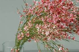 Pin By Poppy Clover Floral Design On Awesome Foliage Filler Ontario Flowers Flowers Flower Seeds