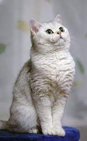 Find british shorthair cats and kittens for adoption in the uk near me. Pin On British Shorthair