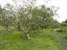 Ornamental pears bloom about the same time as, or just before, yellow forsythia shrubs and redbud trees bloom. Fruit Tree Pruning Wikipedia