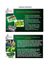 Budidaya tanaman hidroponik kini semakin banyak dilakukan orang. Tanaman Hidroponik