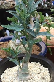 Image result for Adenia repanda