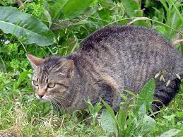 Domesticated cats still have strong instincts from life in the wild. How Do I Keep Cats Away From My Yard And Off My Property Dengarden Home And Garden