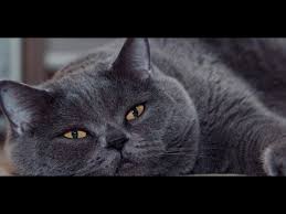 Ev Icin En Uygun 5 Kedi Turu Youtube