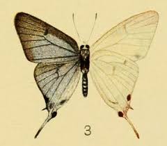 Image result for Oliverella rubroviridis