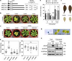Install the translate app for getting an automatic recognition and translation of text in the image by taking a photo. The Arabidopsis Not4a E3 Ligase Promotes Pgr3 Expression And Regulates Chloroplast Translation Nature Communications