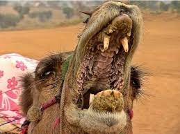 Camels' humps consist of stored fat, which they can metabolize when food and water is scarce. What Do Camels Eat In The Desert Quora