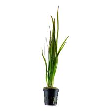 Image result for Vallisneria spiralis