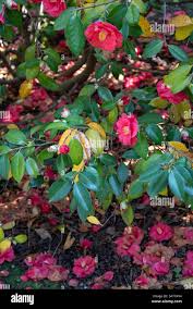 Image result for Theaceae