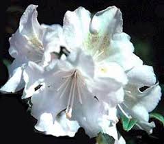 Rhododendron Dora Amateis Is A Roy Selection For The Northwest South Central Southeast And Mid Atlantic U S Regio With Images Rhododendron Plant Rhododendron Azaleas