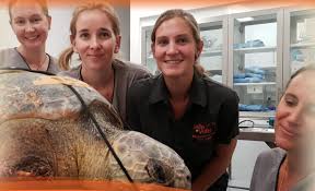 Located in the pets at home store at victoria retail park, vets4pets netherfield is a small animal veterinary practice owned by will newbury. Pets Vets Victoria Park The Veterinary Map