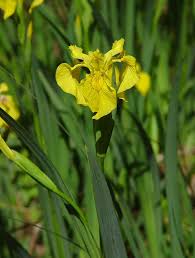 Image result for Iris pseudacorus