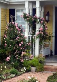 Check spelling or type a new query. Climbing Pinkie Earth Kind Roses Earth Kind Roses