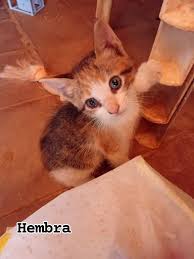 Busco hogar para estos gatitos🏠💓 Son dos hembras y un macho, ya saben  comer solitos, desparacitados y con compromiso de castración si es  necesario🙌🏻