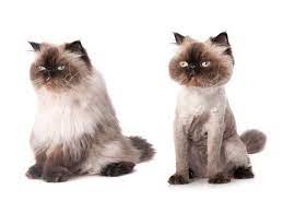If your cat has matted and knotted fur it's cruel not to shave it all off. Pros And Cons Of Lion Cuts For Cats Lovetoknow