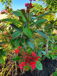 Image result for Jatropha schlechteri