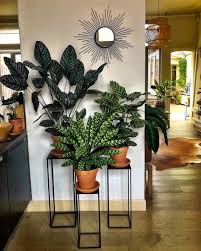 The zz is a fabulous option for rooms with low light, and it just so happens to be a personal favorite of tariq's. 60 Indoor Decorative Plants To Bring Freshness Plant Stand Decor Living Room Plants Plant Decor Indoor