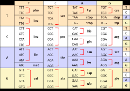 What would the amino acid sequence be specified by the transcribed dna sequence? Mutate My Dna Sequence Code Golf Stack Exchange