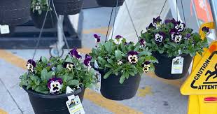 This policy does not apply to cut flowers or floral arrangements. 2 Hanging Flower Baskets Just 15 At Home Depot Only 7 50 Each Hip2save