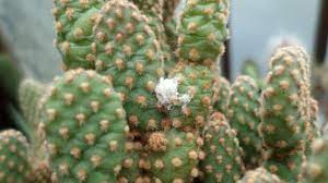 The safest way to get rid of root mealybugs without using chemicals is to dip the roots of affected plants in hot water, about 120 degrees f. Mealybugs On My Cactus Plant And My Dilemma Youtube