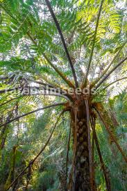 Image result for Cyathea