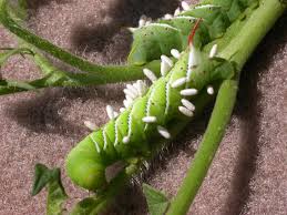 A tomato hornworm is essentially a type of caterpillar which thrives on the tomato plant. Vegetable Hornworm Tomato Umass Center For Agriculture Food And The Environment