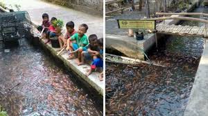 Ikan sakti yang berada di sungai janiah atau sungai jernih di bukittinggi ini sudah lama sekali terkenal.bahkan dari abad 19. Keren Tak Cuma Bersih Sungai Di Imogiri Ini Juga Penuh Ikan Lho Tribun Jogja