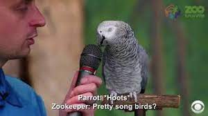 Simbolnya adalah mahkota, tongkat lotus, merak, kakatua, burung kukuk and buah delima. Burung Kakak Tua Yang Petah Bercakap Youtube
