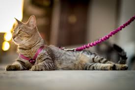 Train your cat to wear a harness. Safe Solutions For Indoor Cats That Want To Go Outside