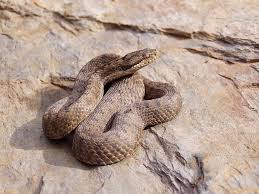 Тя се смята за една от опасните европейски змии, заради дългите си зъби (до 13 mm) и сравнително силната отрова. Pepelyanka Zmiya Aspid Priroda Zhivotni Fauna Otrova Vlechugo Uzhilvane Pikist