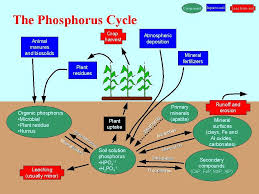 Pcycle Ecosystems Lessons Biology Ecology