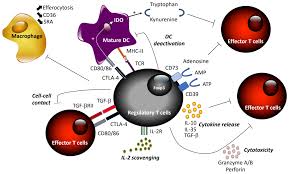 Jos et jatka palvelun käyttöä, sinut kirjataan automaattisesti ulos alle 10 minuutin kuluessa. Cells Free Full Text Regulatory T Cell Enhancing Therapies To Treat Atherosclerosis Html