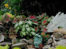 We would like to show you a description here but the site won't allow us. What Is This Plant That Grows In A Bog Hometalk