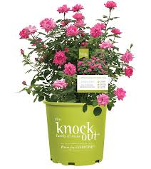 If you're planting big roses, put a stake in the soil to help them grow. Home Star Roses And Plants