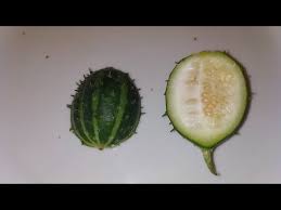 Image result for Cucumis prophetarum