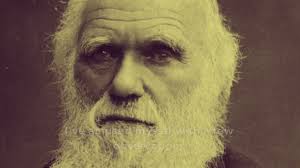 Insectivorous Plants