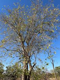 Image result for Schrebera