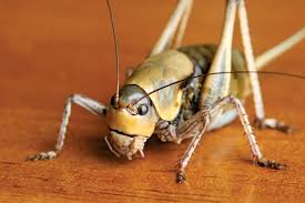 Crickets, family gryllidae (also known as true crickets), are insects somewhat related to grasshoppers and more closely related to katydids or bush crickets (family tettigoniidae). Mormon Cricket Insect Britannica