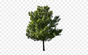 Best free png hd banner frame in picsart png images background, png png file easily with one click free hd png images, png design and transparent background with high quality. A Yellow Greenish Tinted Tree With The Background Removed Tree Picsart Free Transparent Png Clipart Images Download