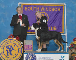 The uk's number 1 marketplace for the nation's favourite pet. Swisshaven Great Swiss Mountain Dogs Home Facebook