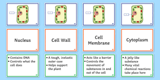 You can use one of the other 3 worksheets to practice finding the different parts with your class. Plant Cell Structure Function Activity Ks3 Science Beyond