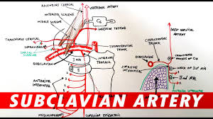 There are 217 arteries diagram for sale on etsy, and they cost 12,80 $ on average. Anatomy Subclavian Artery Branches Youtube