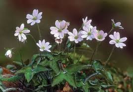 We did not find results for: Spring S Wild Beauties In The Hills
