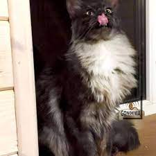 Pecinta Ras Maine Coon Indonesia Home Facebook