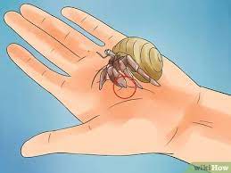 How To Care For Hermit Crabs With Pictures Wikihow