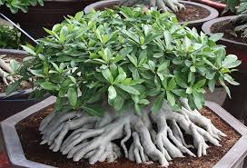 Resultado de imagem para rosa do deserto imagens