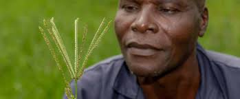 Image result for Digitaria appropinquata