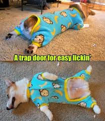 I Has A Hotdog Licking Funny Dog Pictures Dog Memes Puppy Pictures Pictures Of Dogs Dog Pictures Funny Pictures Of Dogs Dog Memes Puppy Pictures Doge Cheezburger