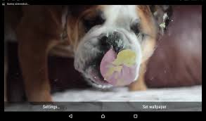dog licking screen live wallpaper