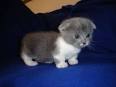 SCOTTISH FOLD MUNCHKIN KITTENS FOR SALE